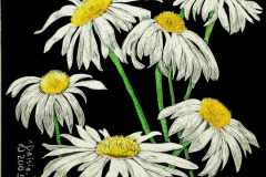 Daisies Daisies (sold)