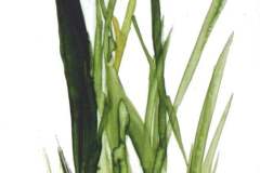 iristrilogyflwr1