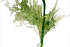 poppy-ii